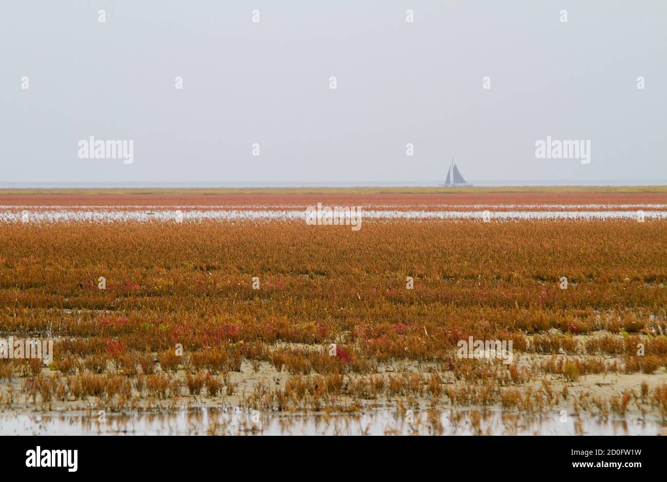 Saltmarsh in fall, field of salt tolerant vegetation, mainly Herbaceous seepweed and Glasswort, coloring red on horizon a sailing boat Stock Photo