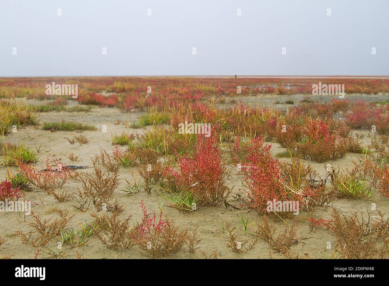 Saltmarsh on coast of Dutch island Schiermonnikoog in fall, field of salt tolerant vegetation, mainly Herbaceous seepweed and Glasswort, coloring red Stock Photo