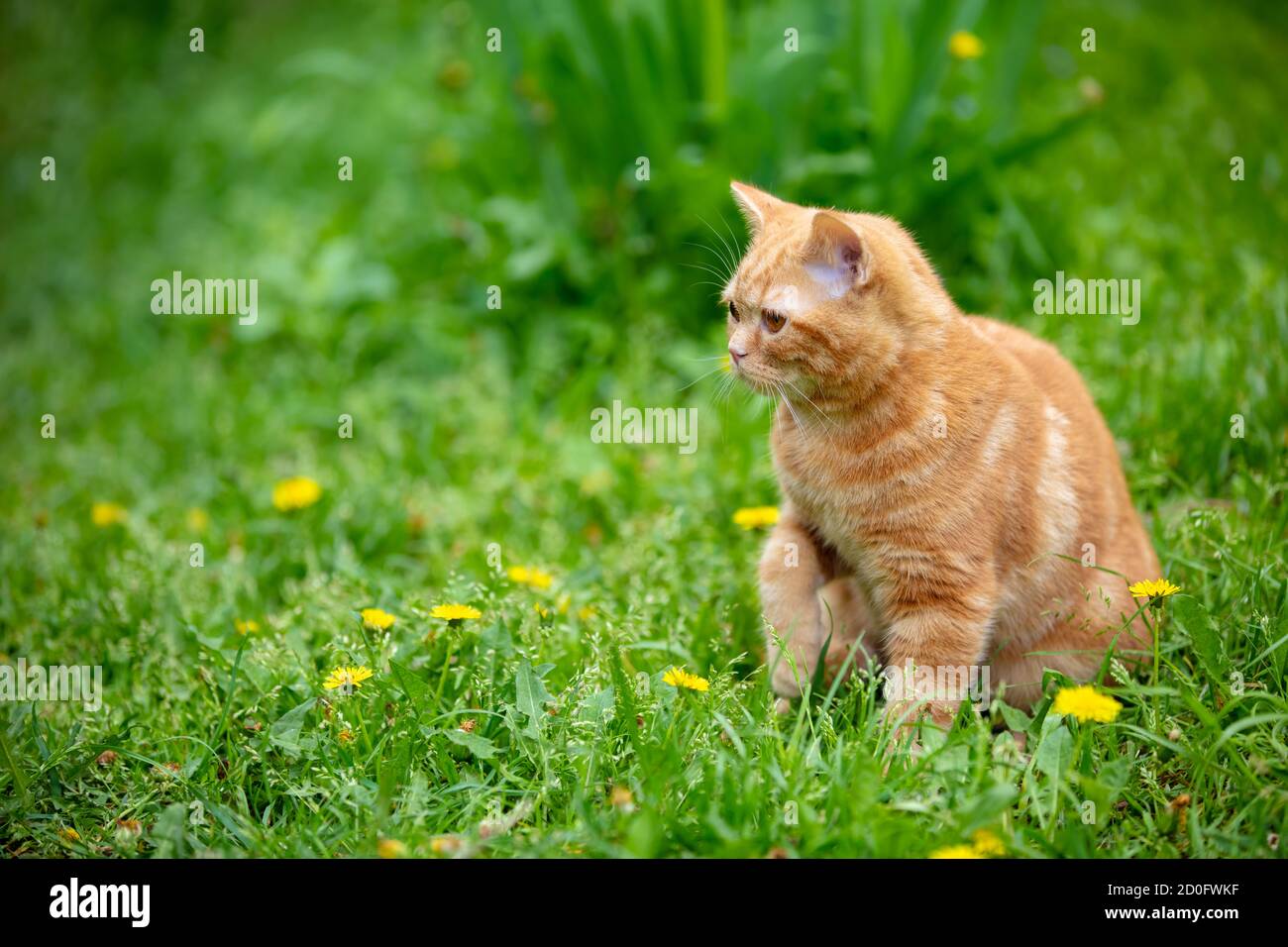 Cat walks on grass hi-res stock photography and images - Alamy