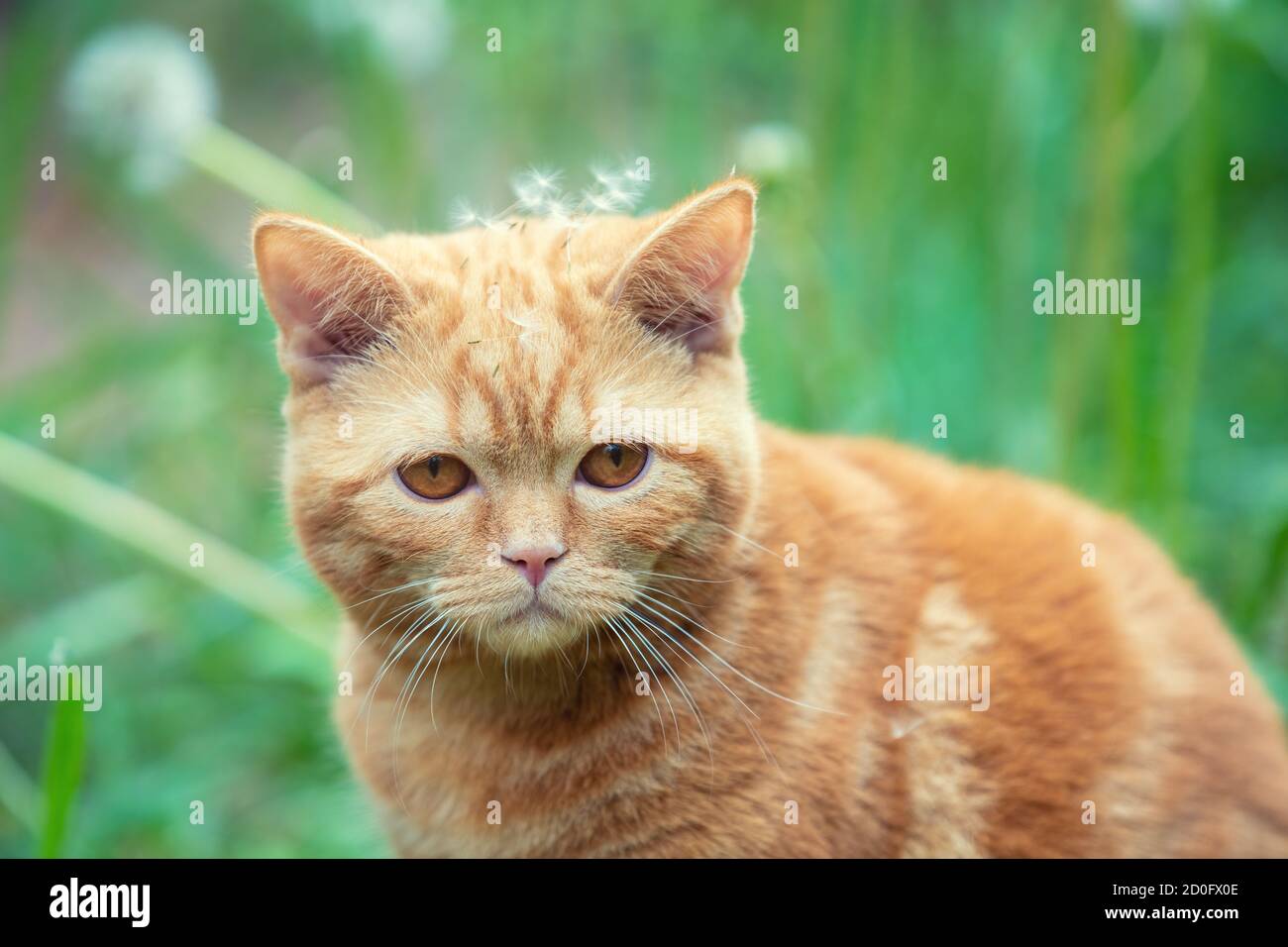 Red kitten walking on the grass in the summer garden Stock Photo - Alamy