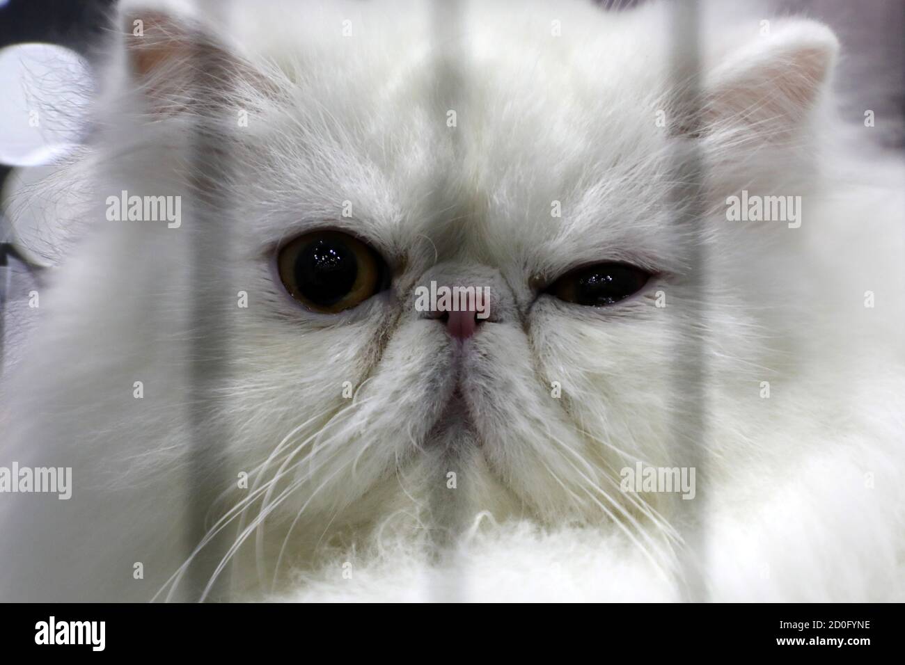 A Persian Cat Reacts During A Show At Cat Expo In Kuala Lumpur Malaysia October 3 2020 Reuters Lim Huey Teng Stock Photo Alamy