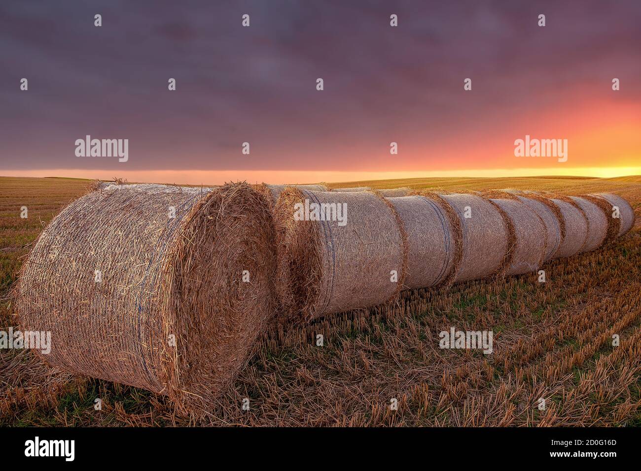 Hay Bales and Field Stubble in a Golden Sunset Stock Photo - Alamy