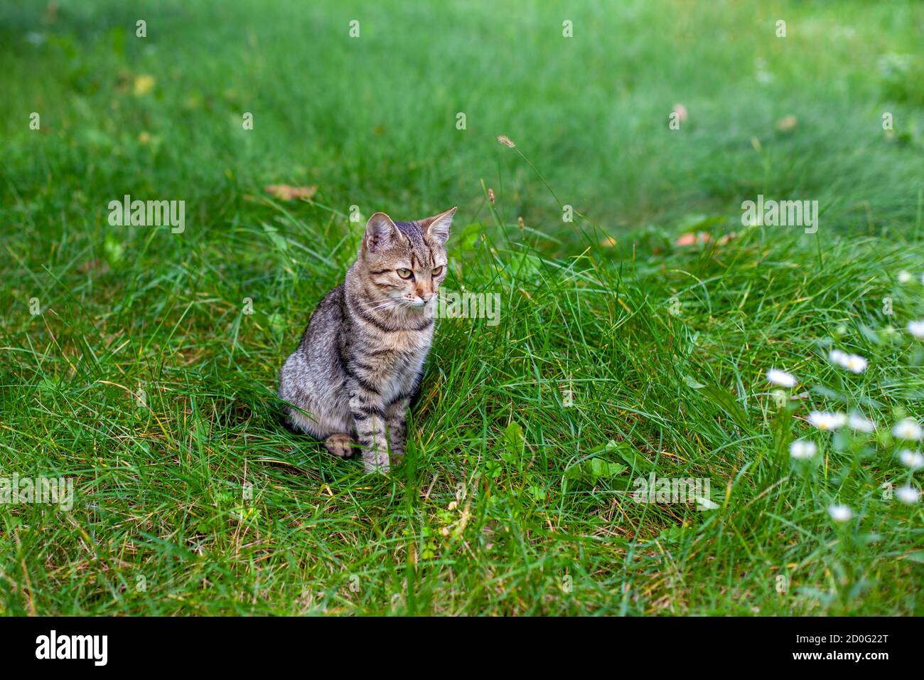 Portrait of a cute cat. The cat staying in a tall green grass Stock ...