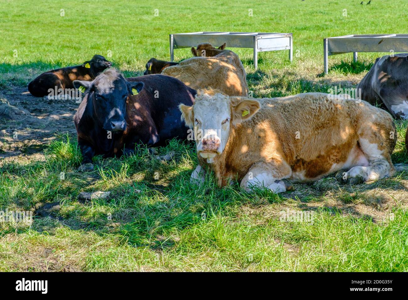 Cattle lie on the grass resting in the shade of a tree next to feed