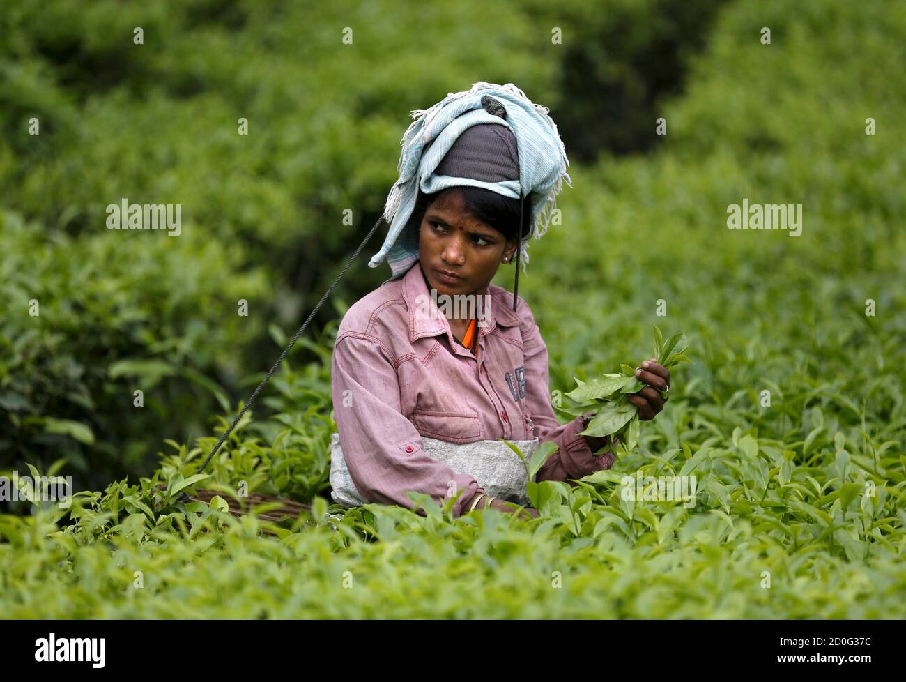 Tea cutting process hires stock photography and images Alamy