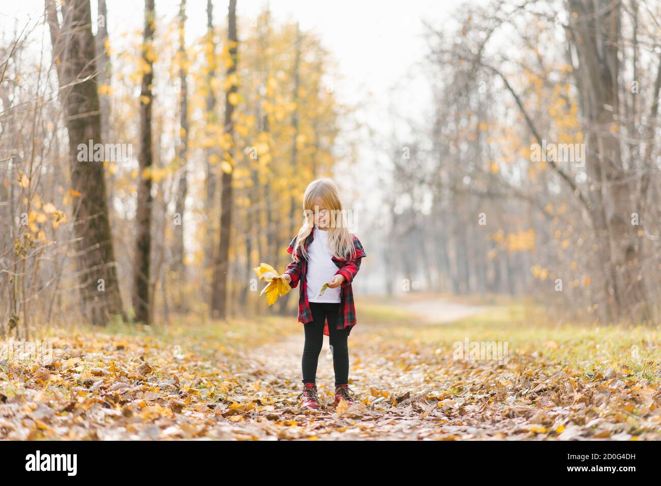 A little girl collects autumn fallen leaves in a bouquet in the Park. Happy childhood Stock Photo