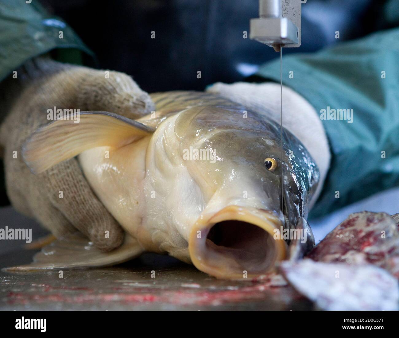 An employee prepares a carp for the removal of its hypophysis gland at a state fish farm in the village of Aziorny, some 50 km (31 miles) east of Minsk, March 16, 2011. The gland is used to stimulate the excretion of a hormone, which when injected into other carps speeds up spawning independent of weather conditions.  REUTERS/Vasily Fedosenko  (BELARUS - Tags: ANIMALS ENVIRONMENT SOCIETY) Stock Photo
