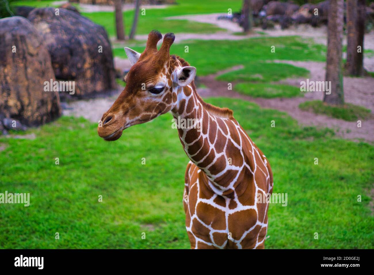 Gentle Giraffe In Jacksonville Zoo Stock Photo