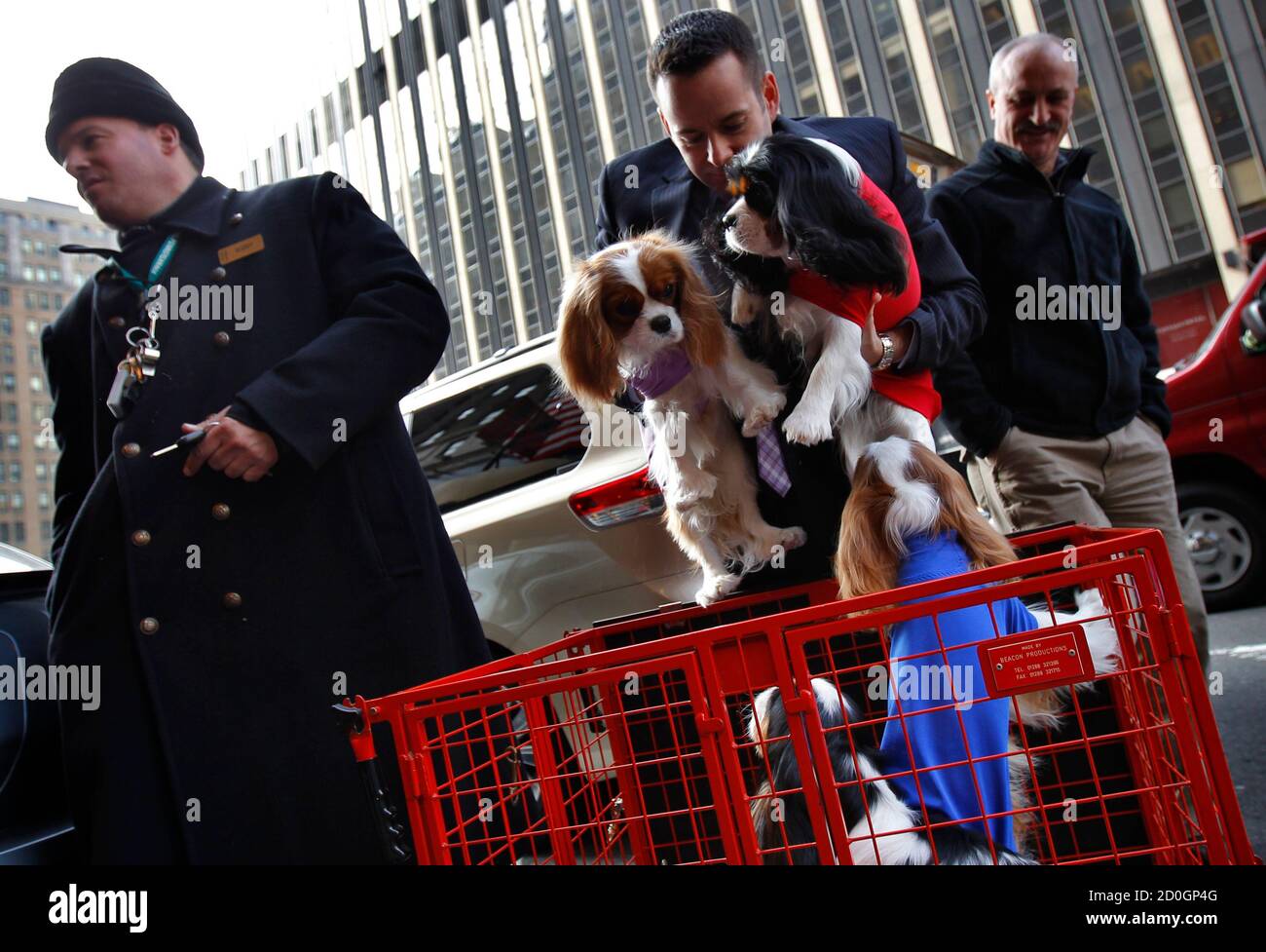 Spaniels Cage High Resolution Stock Photography And Images Alamy