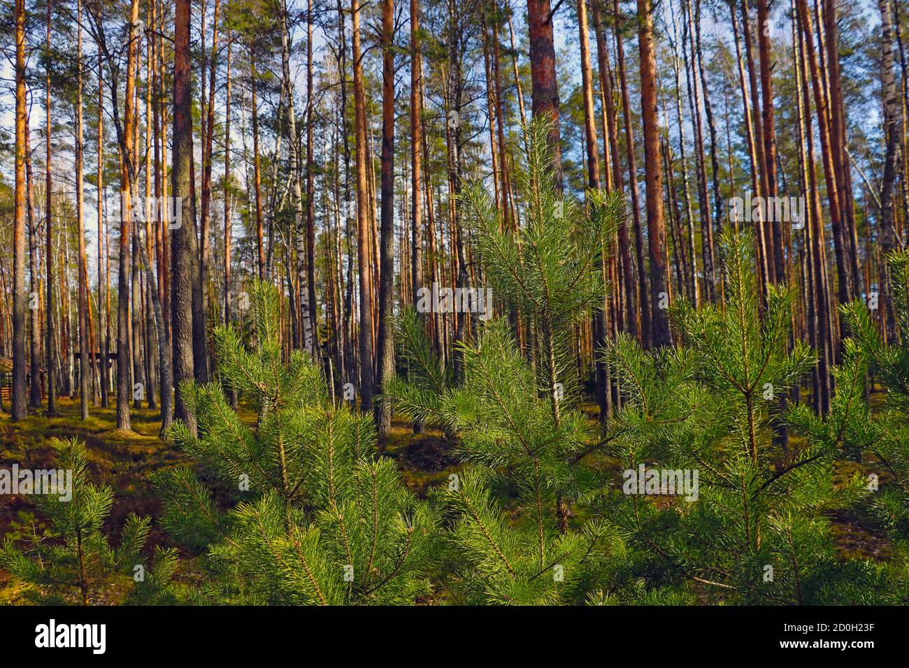 View of beautiful green pine trees in a light forest Stock Photo - Alamy