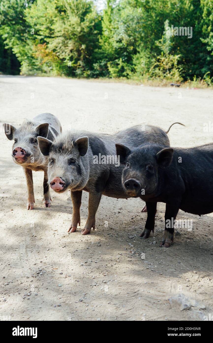 young wild boar pig looking for food in the woods Stock Photo Alamy