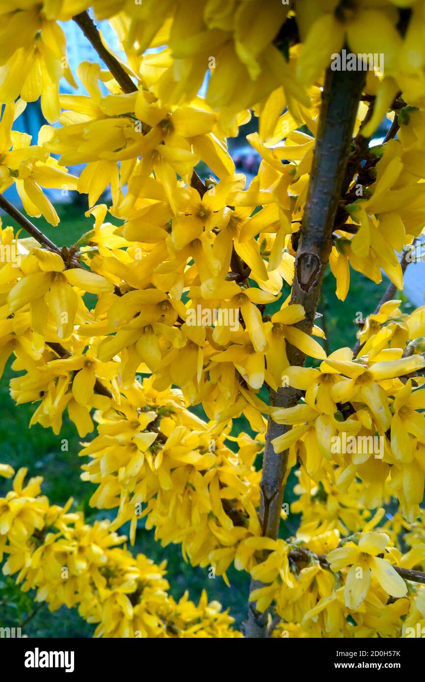 Forsythia flowers in front of with green grass. Golden Bell, Border Forsythia Stock Photo
