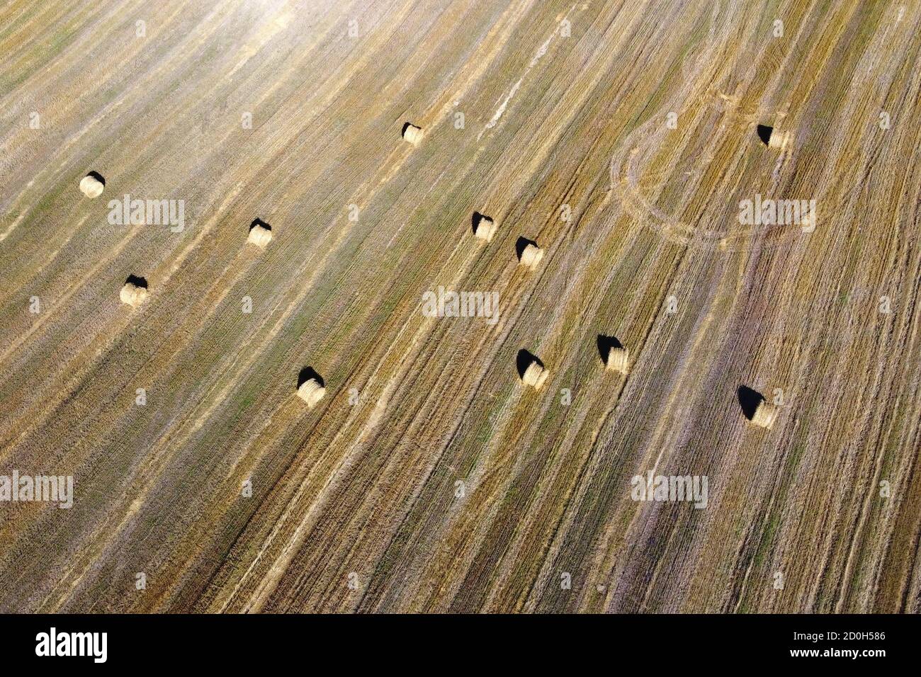 Top view of the yellow field. Harvest Stock Photo