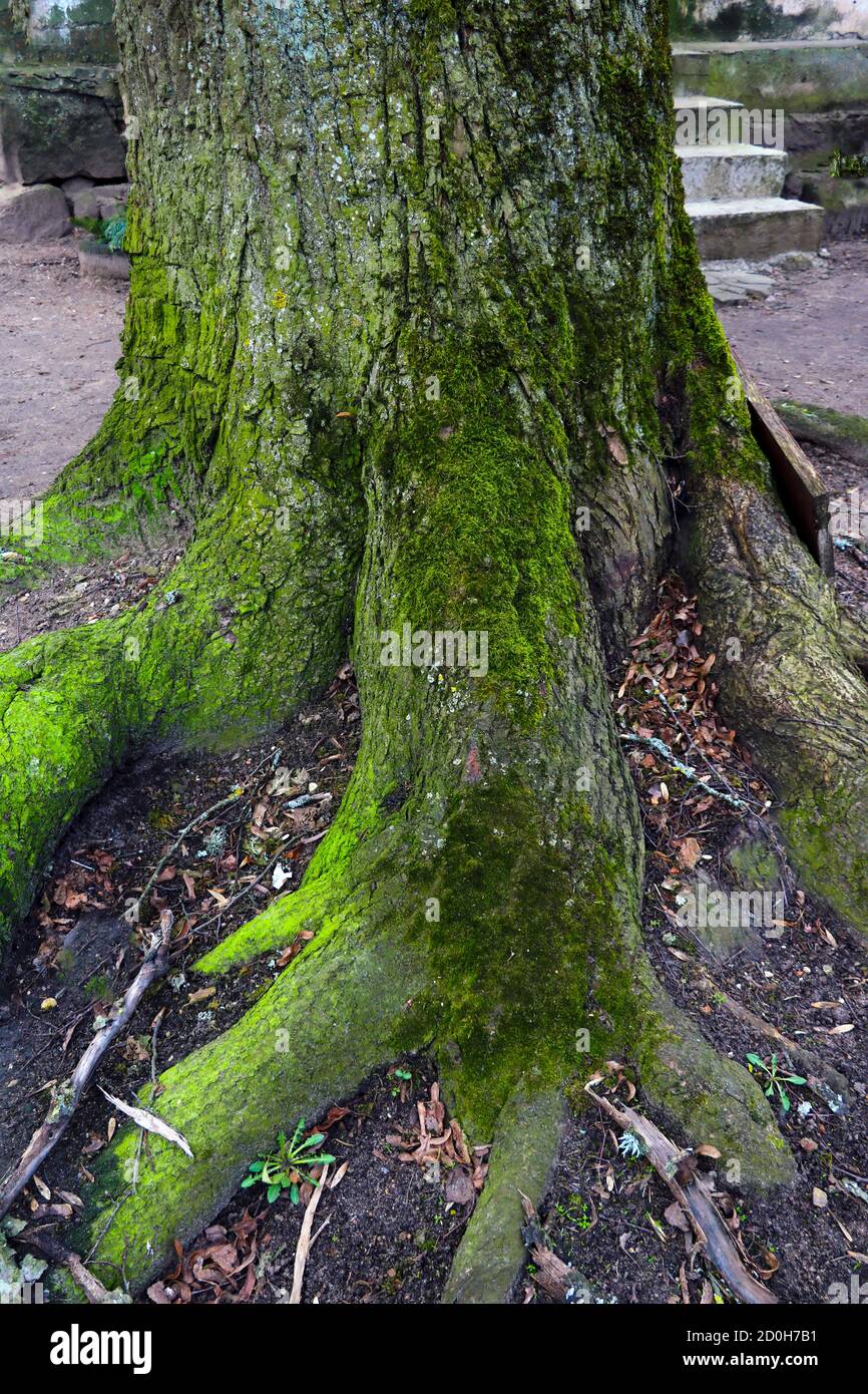 Large roots of an old tree. The trunk of the tree is covered with green moss Stock Photo