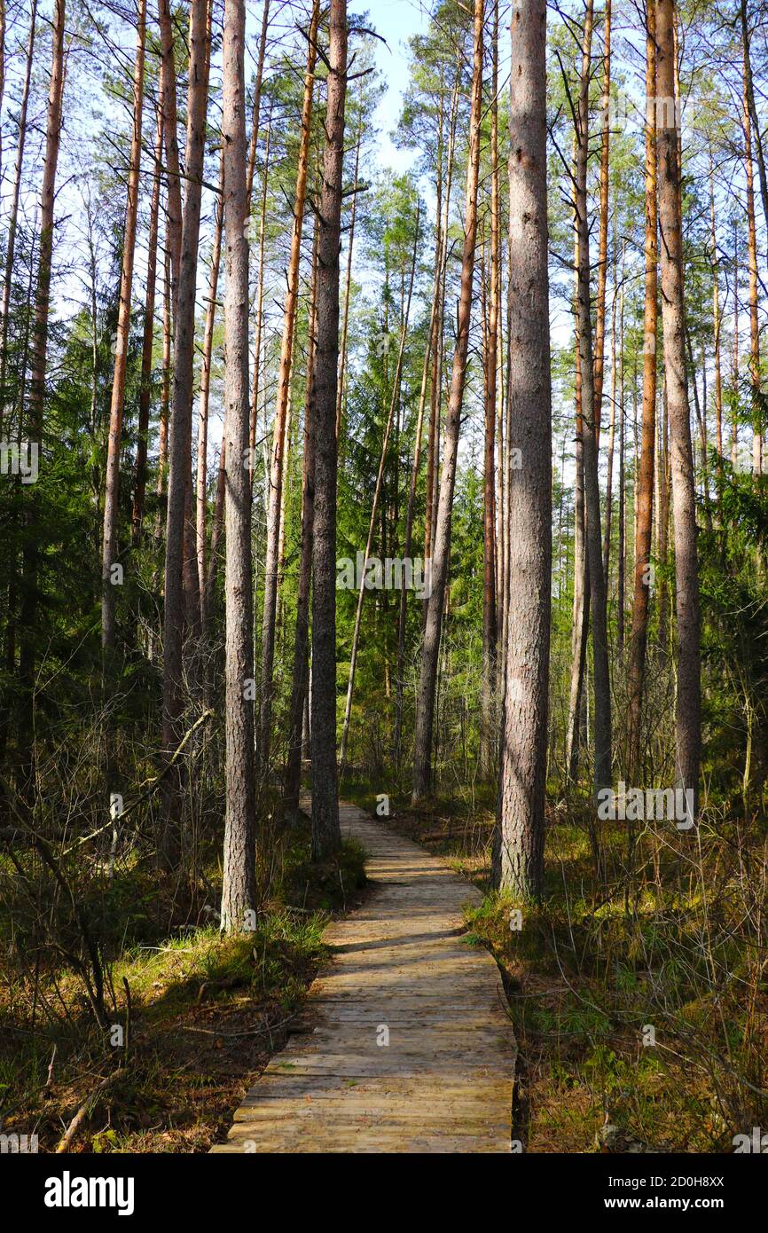 A beautiful trail for walking in the forest. Fresh clean air Stock Photo