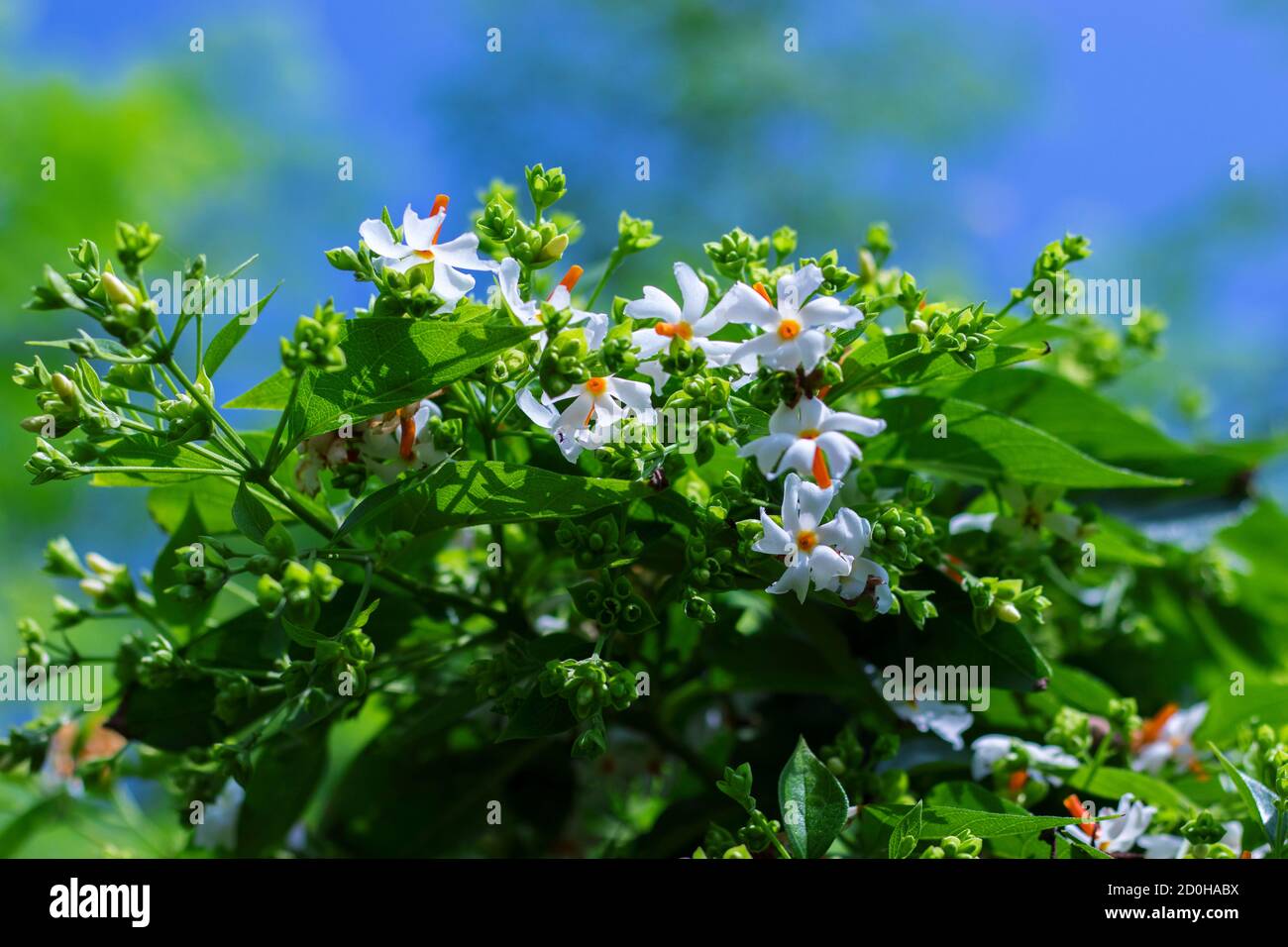 selective focus of Night-flowering jasmine,Indian name is sheuli flower. Stock Photo