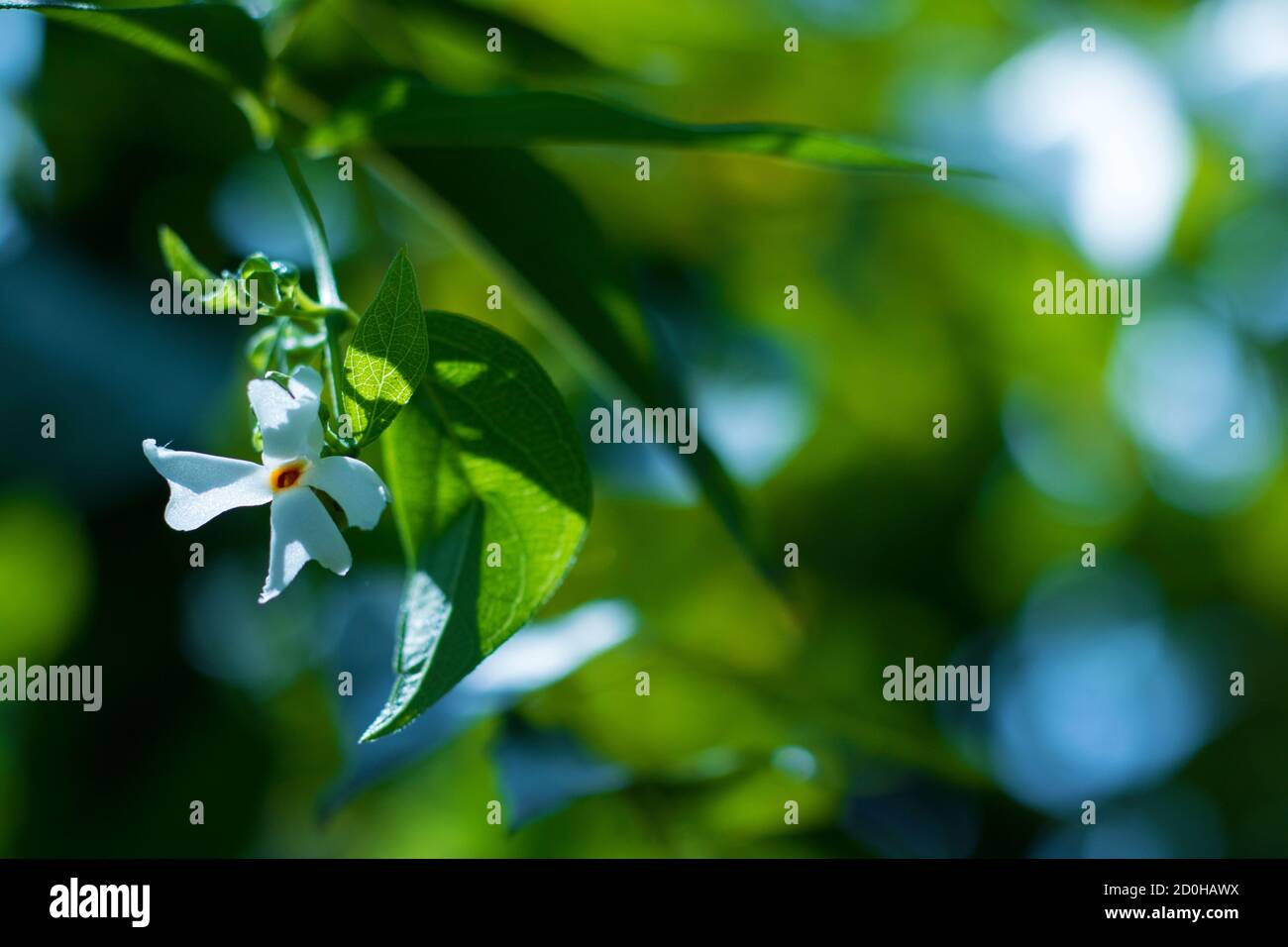 selective focus of Night-flowering jasmine,Indian name is sheuli flower. Stock Photo