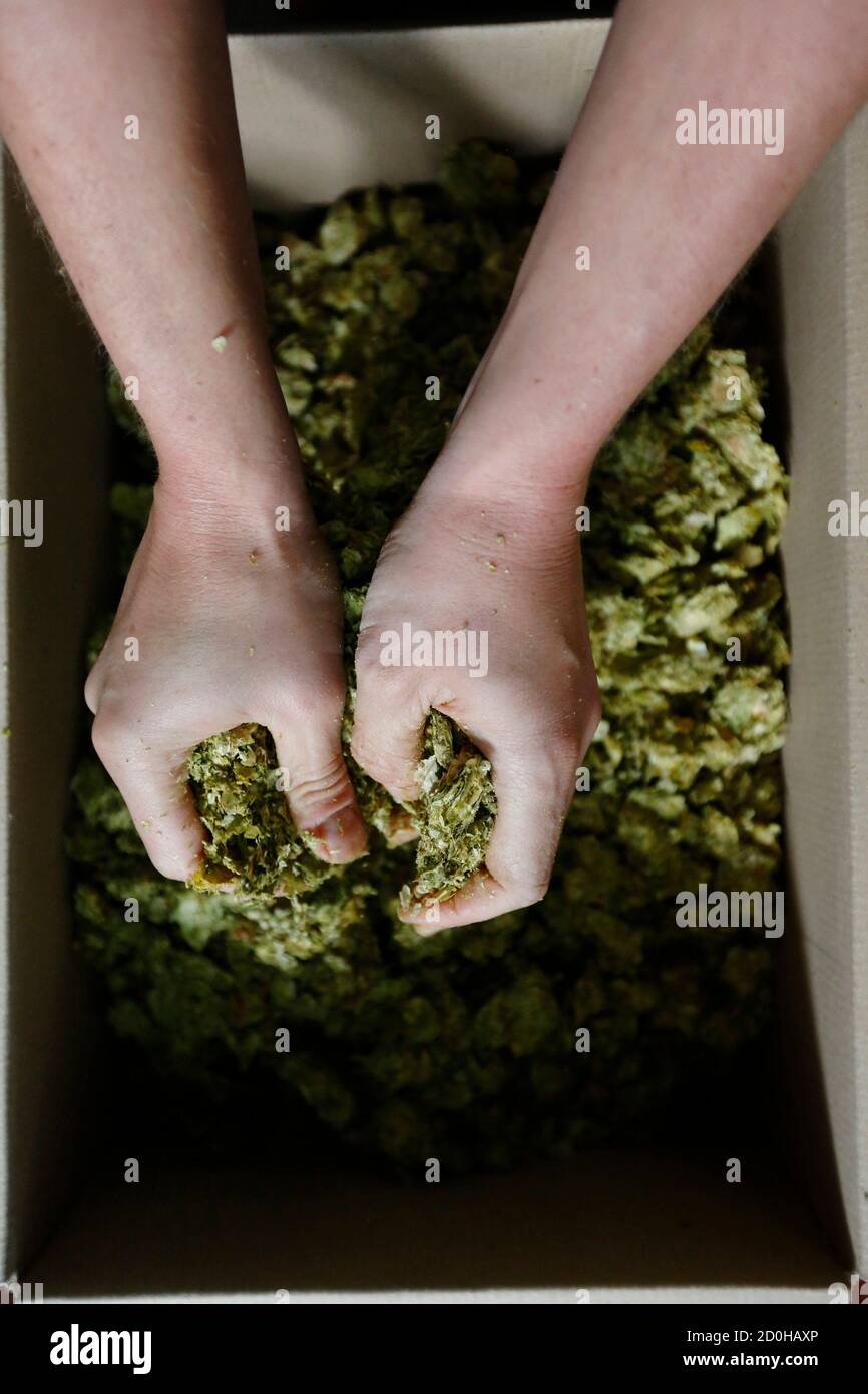Brewer Joby Williams breaks up the hops used in the brewing process to  create an India Pale Ale beer at The Kernel micro-brewery in London October  17, 2012. Where once the big,