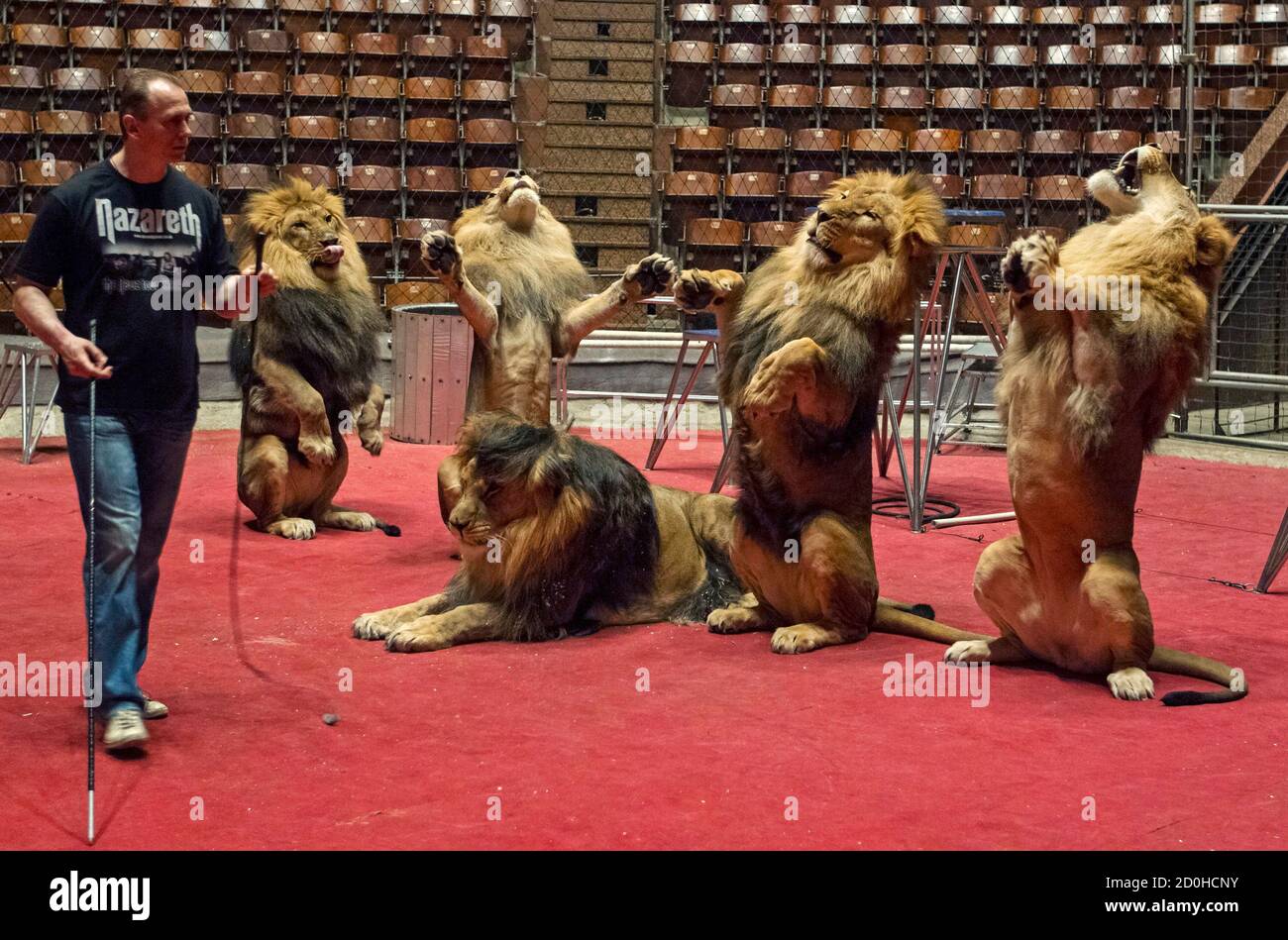 Circus Lion Head Hi res Stock Photography And Images Alamy circus-lion-head-hi-res-stock-photography-and-images-alamy