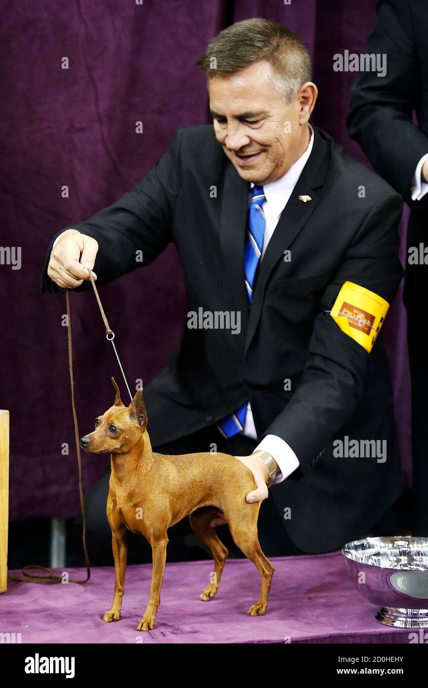 Kennel club id tags hot sale