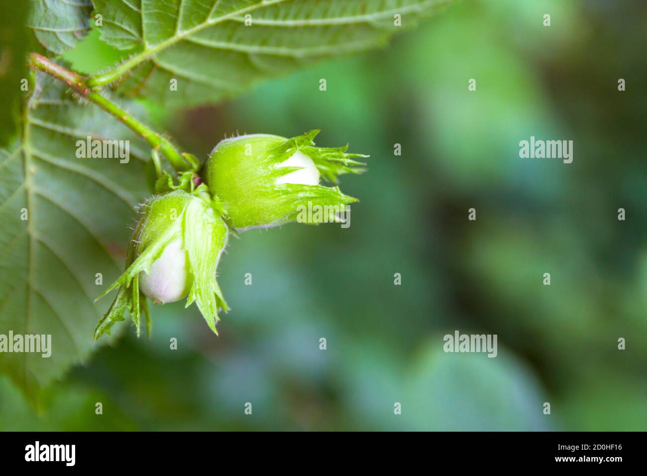 Young hazel, green hazelnut nuts, grow on a tree Stock Photo