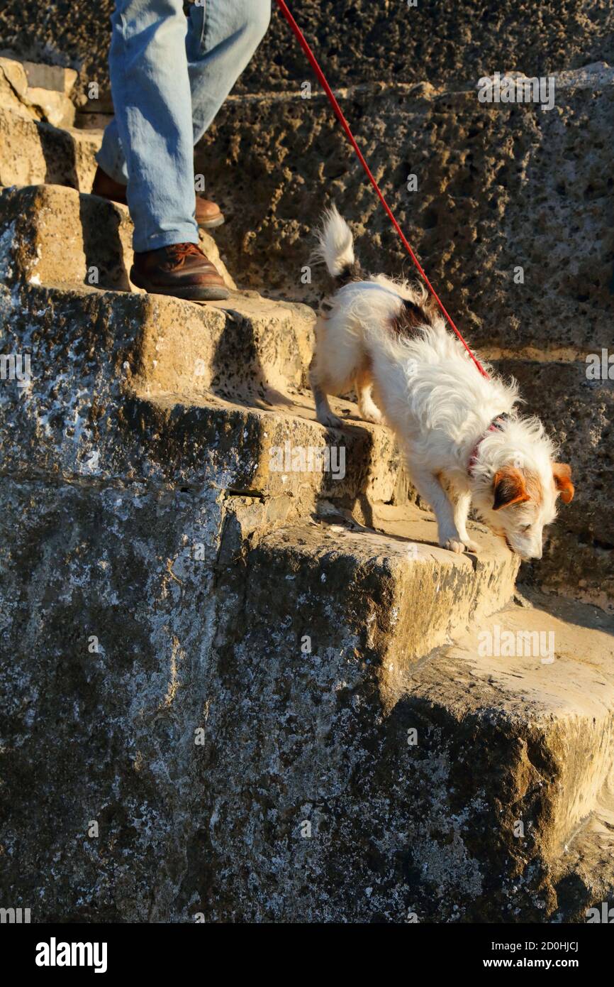 Man walking dog on the stone stairs in Lyme Regis, Dorset Stock Photo