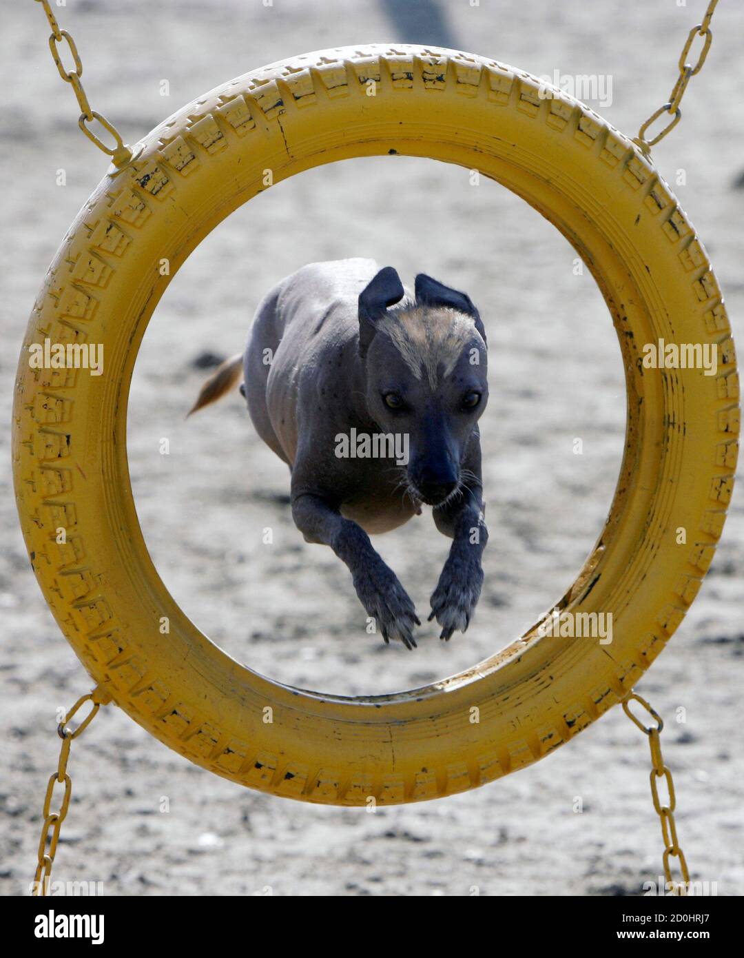 russian hairless dog