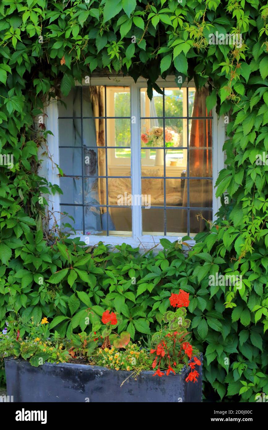 House window surrounded by ivy Stock Photo Alamy