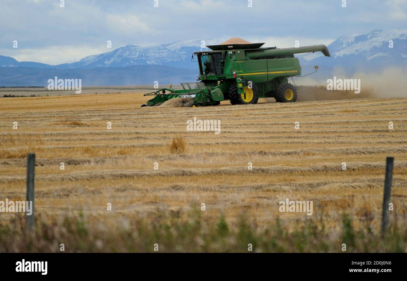 Lloyd Giles operates the combine as he harvests wheat on a 160-acre field  located south of High River, Alberta, September 28, 2013. Alberta farmers  have completed 71 percent of the harvest, the