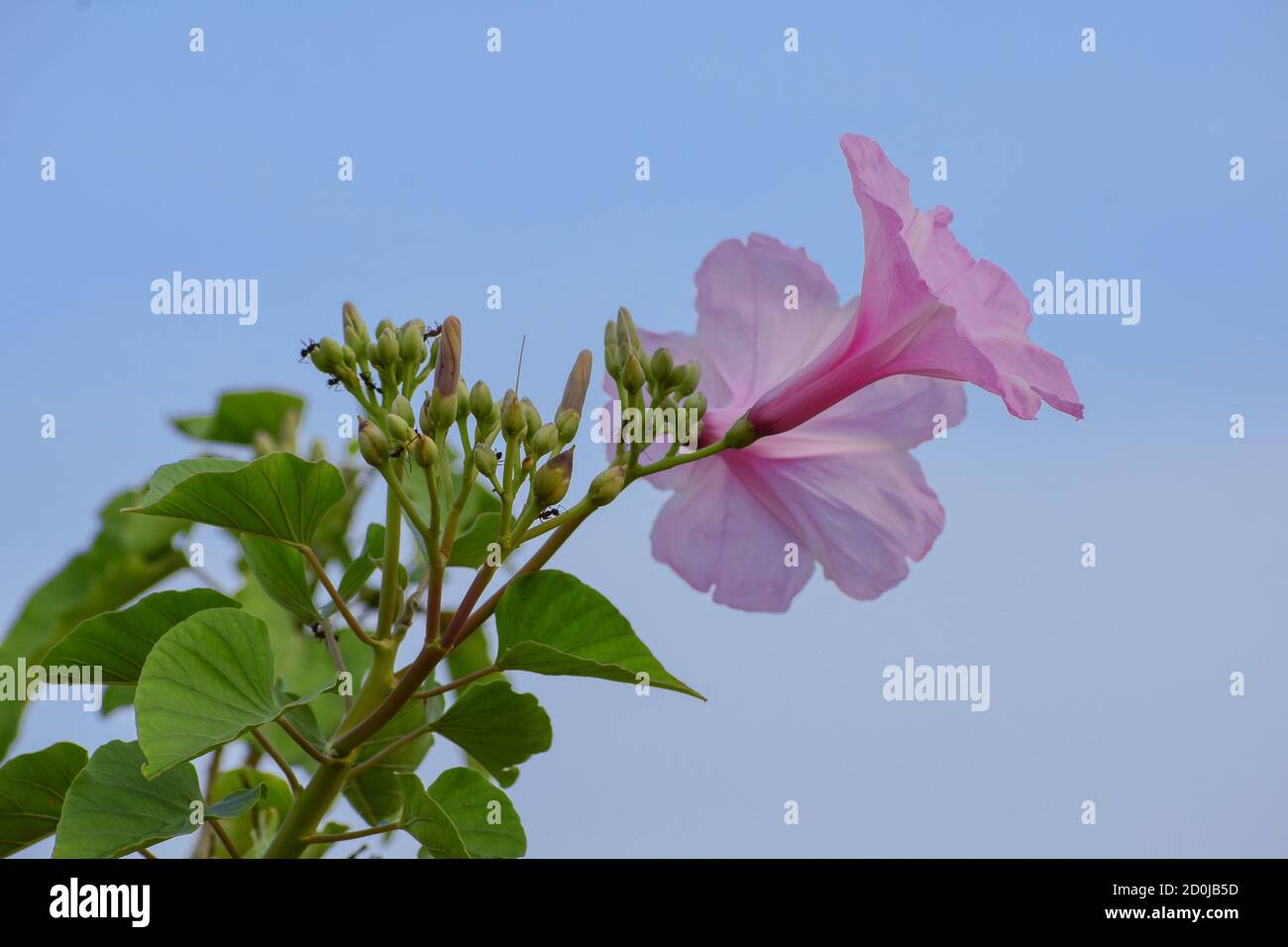 Beautiful fresh pink morning glory (ipomoea carnea) plant with flower blossoms and buds in blue sky background, medicinal plant, poisonous toxic Stock Photo