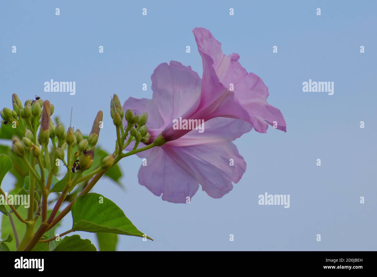 Beautiful fresh pink morning glory (ipomoea carnea) plant with flower blossoms and buds in the blue sky background, medicinal plant Stock Photo