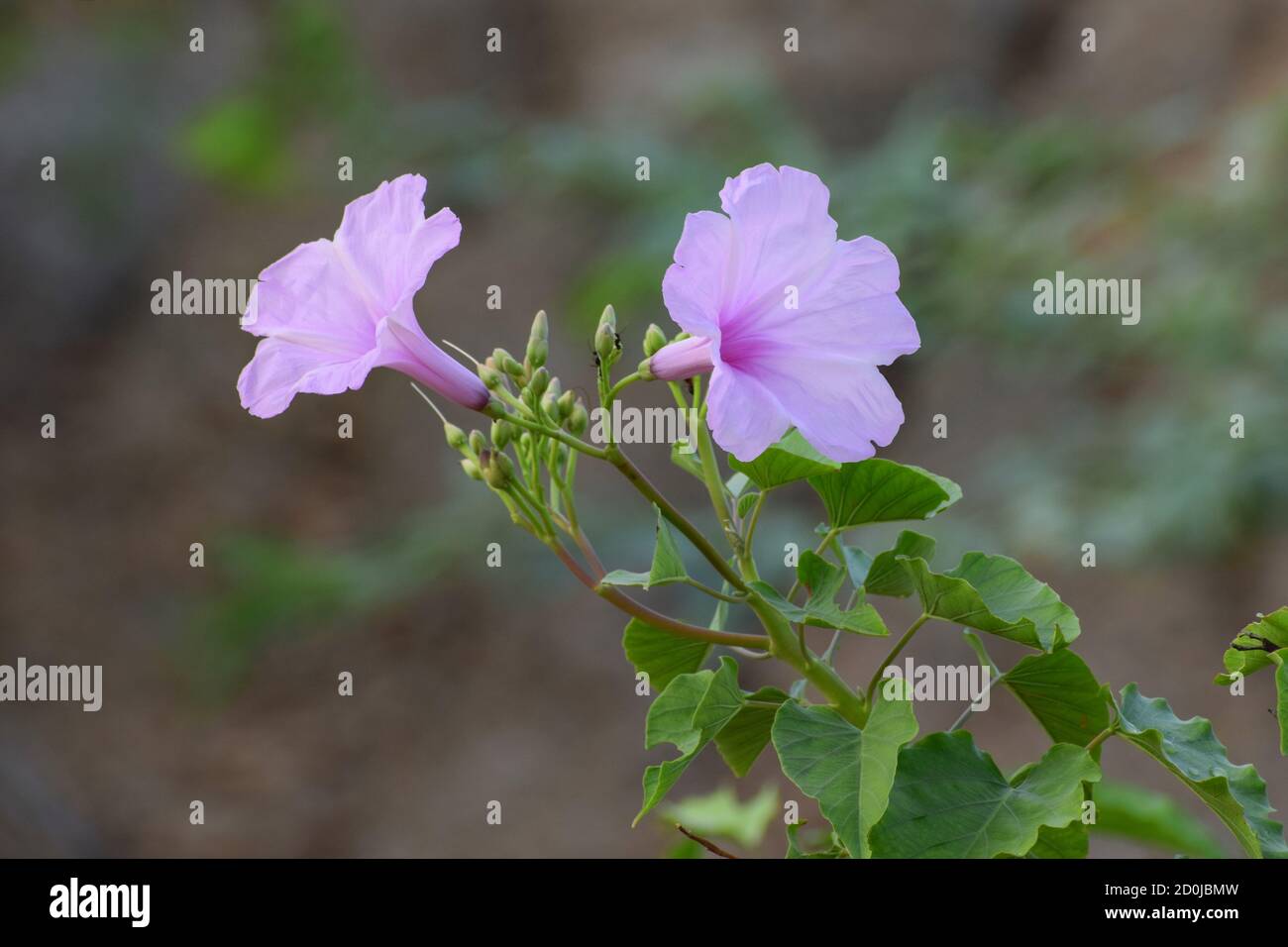Beautiful fresh pink morning glory (ipomoea carnea) plant with flower blossoms and buds in natural background, botanical garden Stock Photo