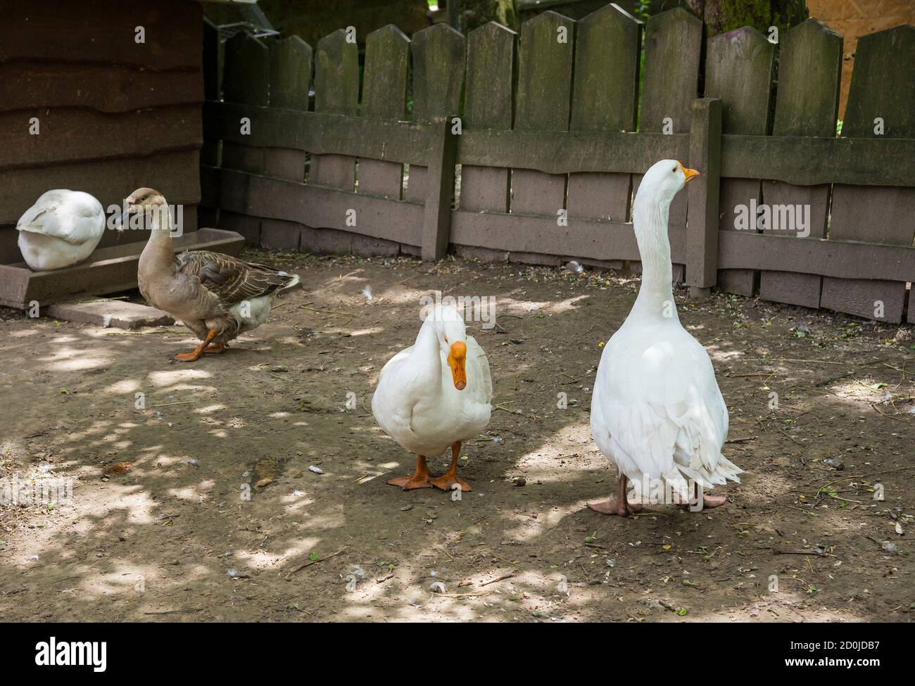 House Geese High Resolution Stock Photography and Images - Alamy