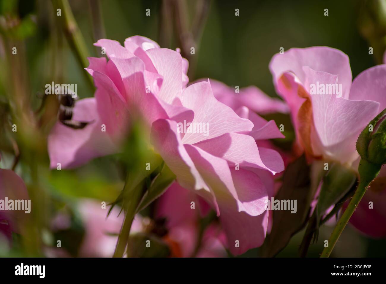 Abstract pink rose, selective focus, bokeh background, petal texture Stock Photo