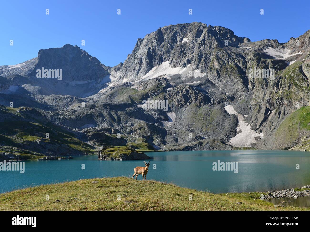 The West Caucasian tur (Capra caucasica Stock Photo - Alamy