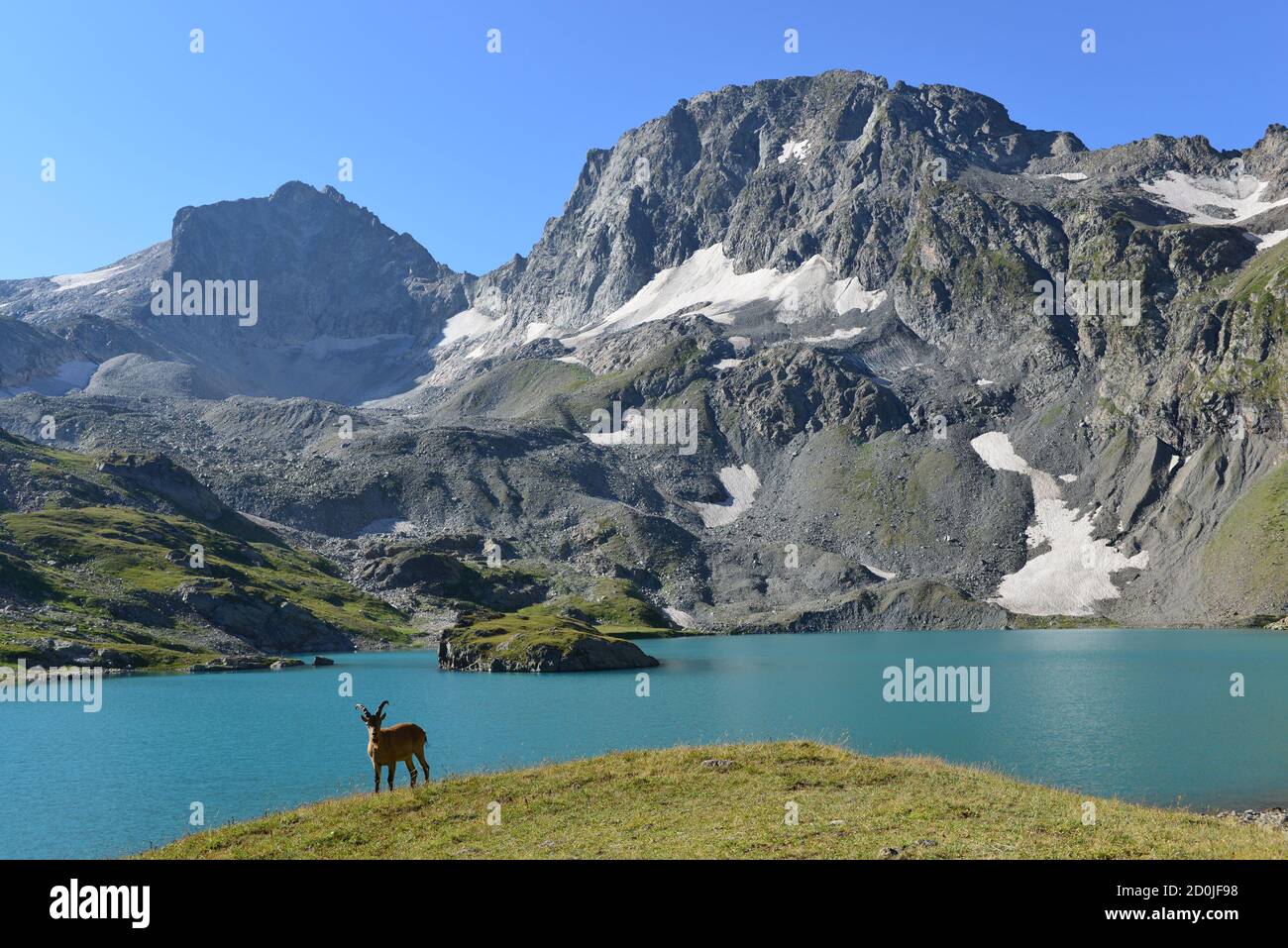 West caucasian tur hi-res stock photography and images - Alamy