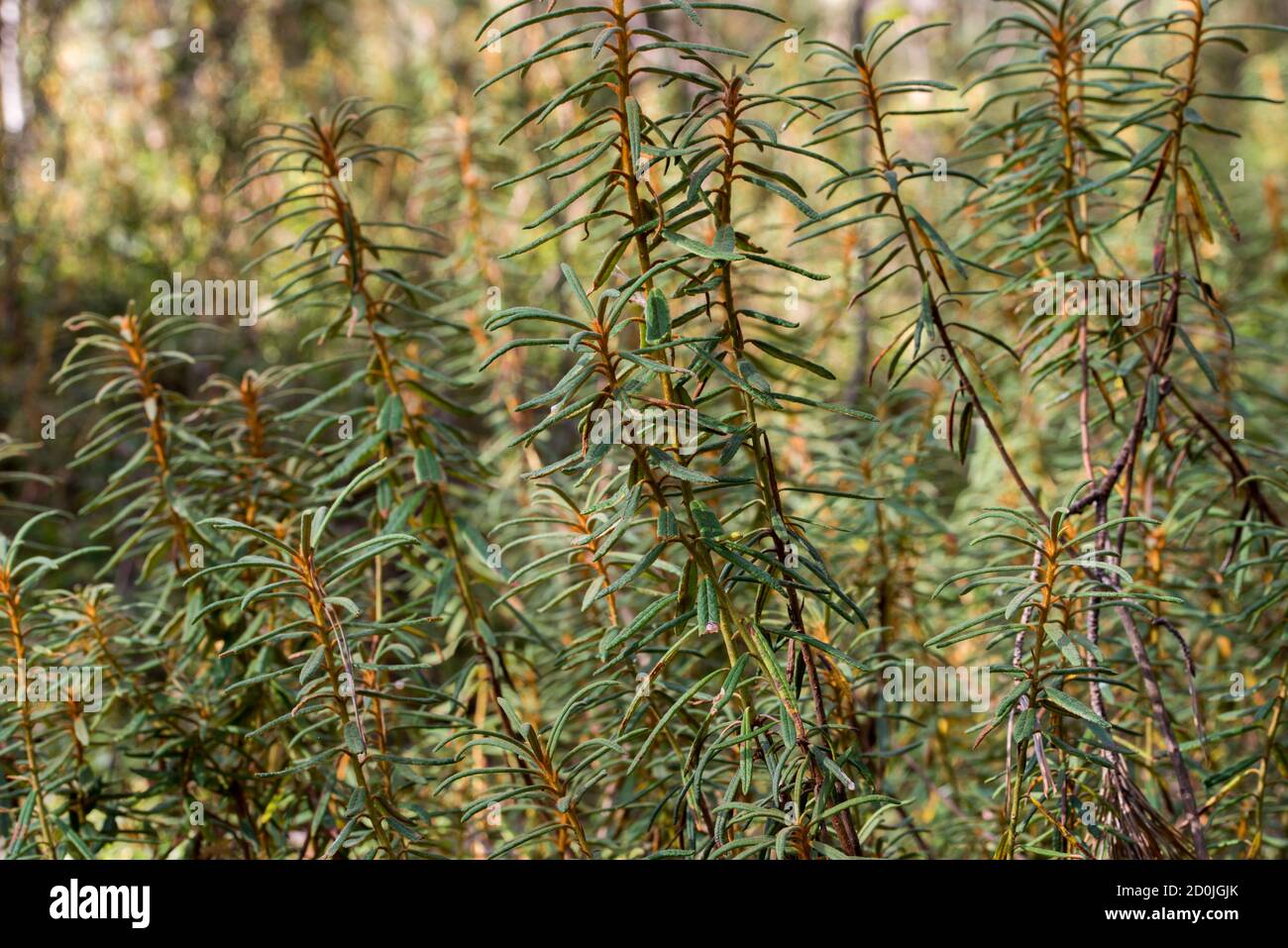 Rhododendron tomentosum,   marsh Labrador tea in forest closeup selective focus Stock Photo