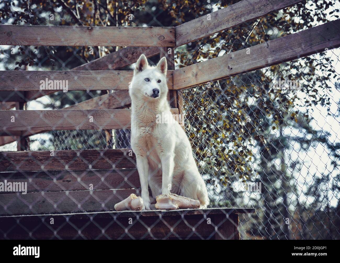 Husky dog behind the cage Stock Photo Alamy