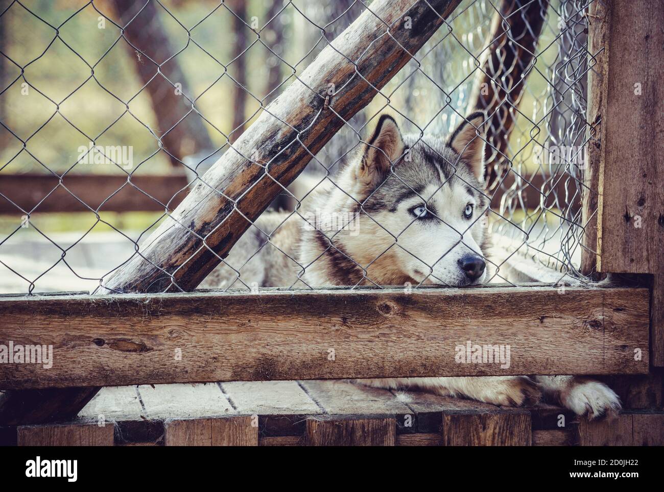 Husky dog behind the cage Stock Photo Alamy