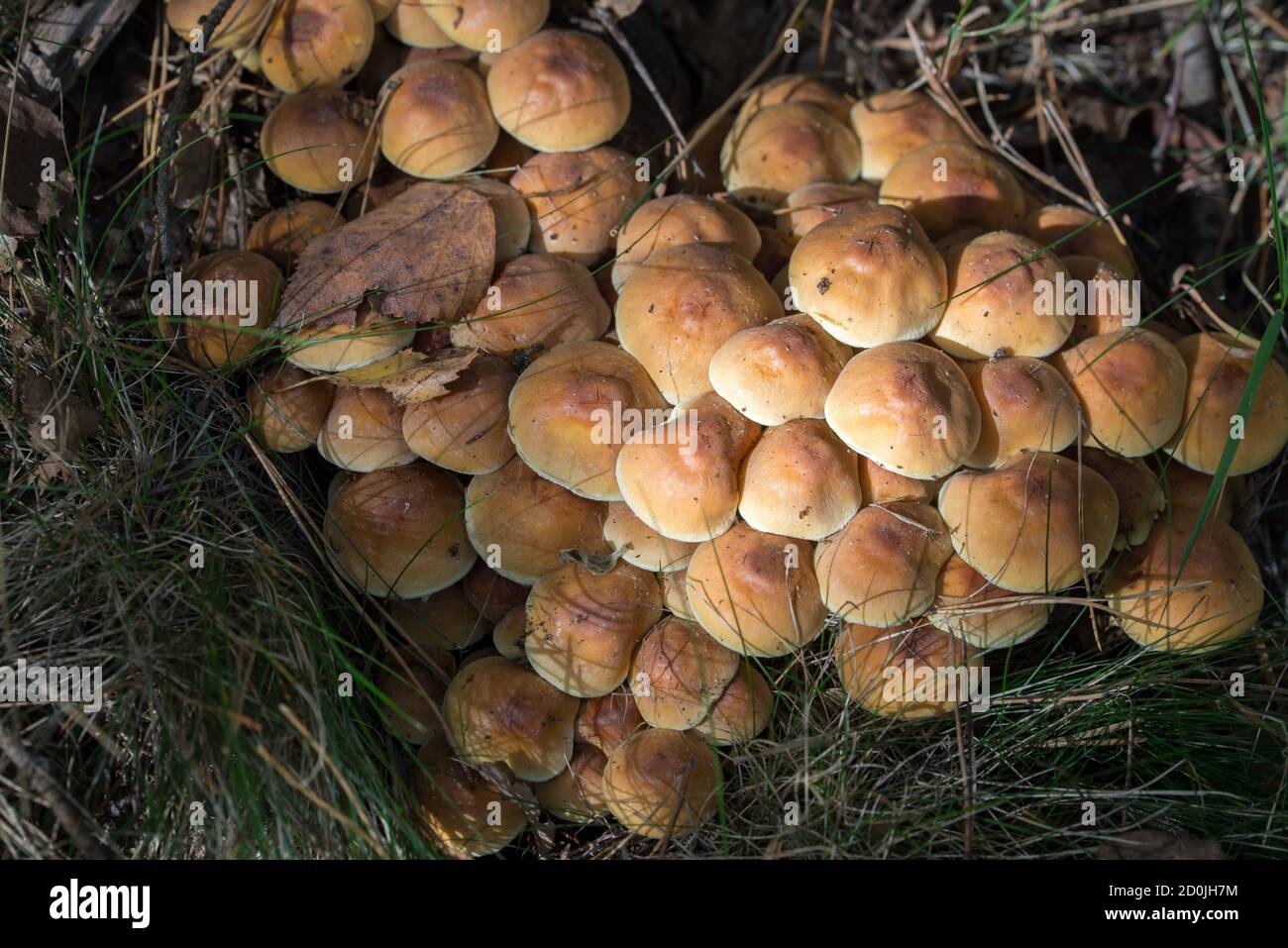 Kuehneromyces mutabilis, sheathed woodtuft mushrooms closeup selective focus Stock Photo