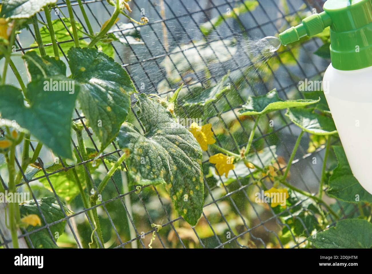 Farmer sprays pesticide with manual sprayer against insects on cucumber
