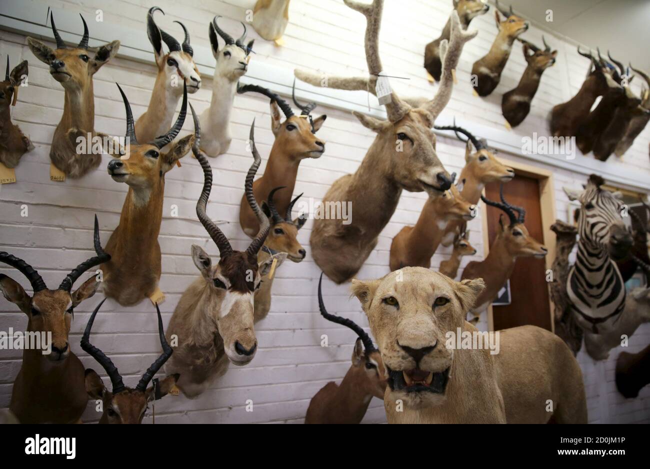 Animal trophies are seen at the entrance of a taxidermy studio in Pretoria,  February 12, 2015. Africa's big game hunting industry helps protect endangered  species, according to its advocates. Opponents say it