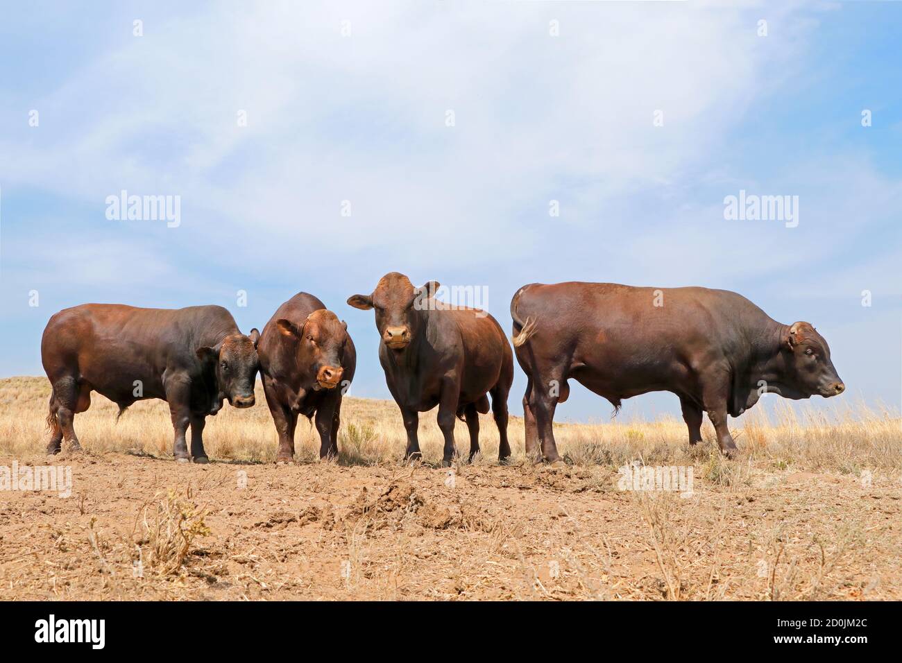 Four stud Bonsmara bulls on a rural farm - South Africa Stock Photo