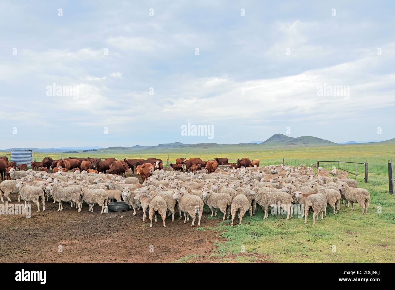 Free-range merino sheep and cattle in natural rangeland on a rural South African farm Stock Photo