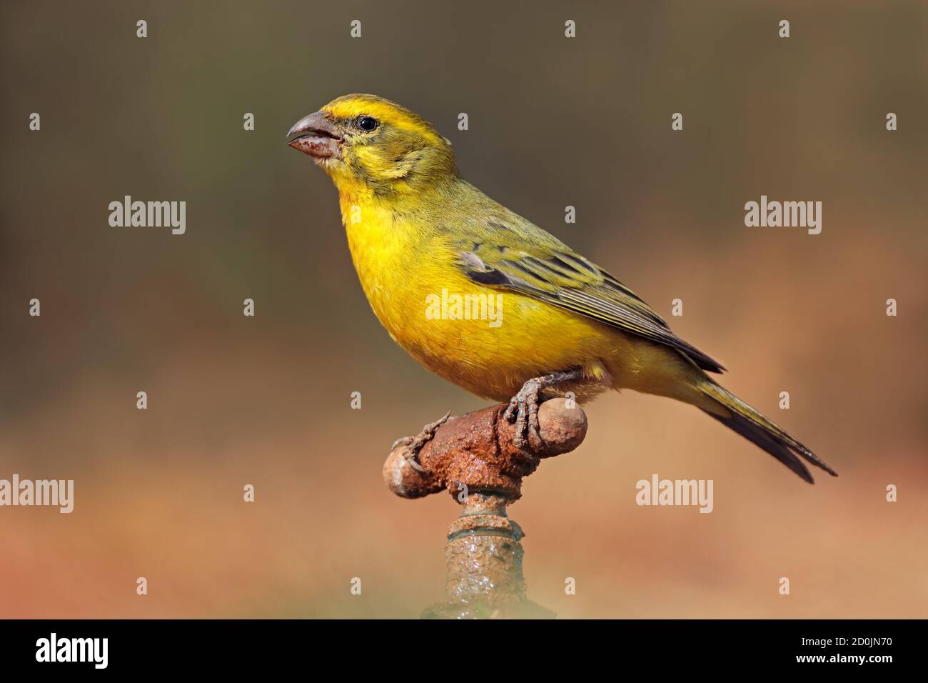 A male yellow canary (Crithagra flaviventris) perched on a tap, South Africa Stock Photo