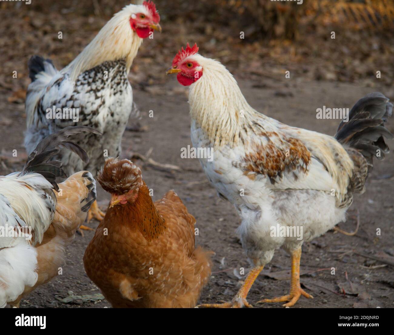 Group of hens Stock Photo - Alamy