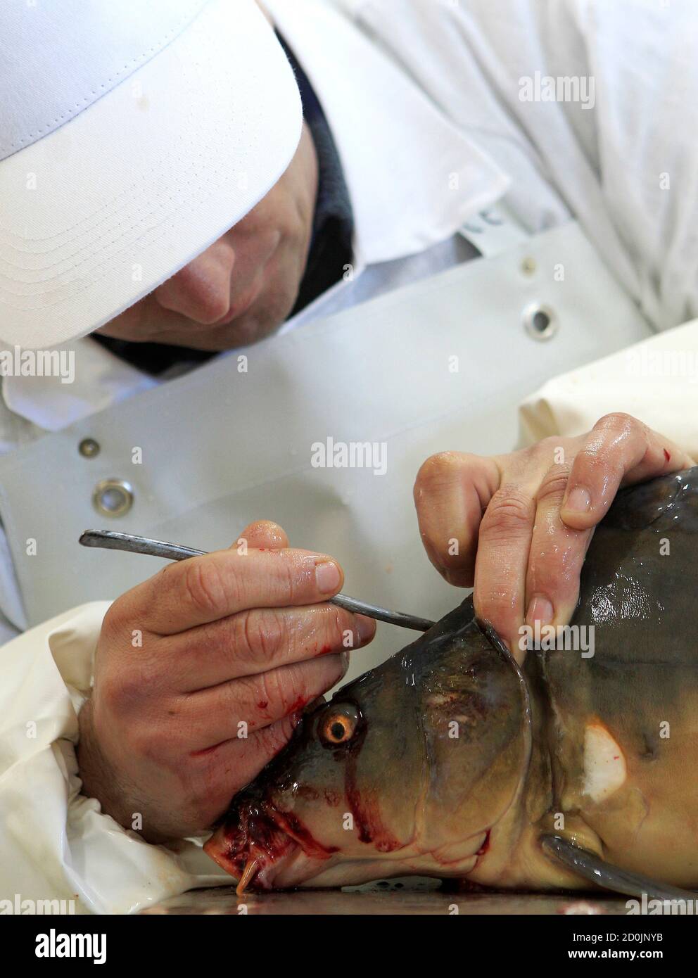 An employee removes a carp's hypophysis glands at a state fish farm in the village of Aziorny, some 50 km (31 miles) east of Minsk March 16, 2011. The gland is used to stimulate the excretion of a hormone, which when injected into other carps speeds up spawning independent of weather conditions.  REUTERS/Vasily Fedosenko  (BELARUS - Tags: ANIMALS ENVIRONMENT SOCIETY IMAGES OF THE DAY) Stock Photo
