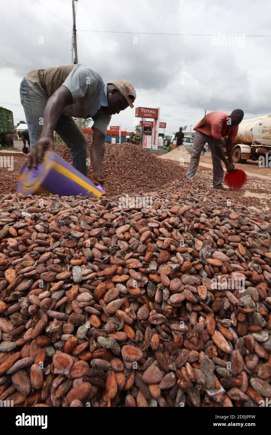 Worker gather cocoa beans in Duekoue May 18, 2011. Ivory Coast's cocoa industry, which feeds some 40 percent of global demand, was badly hit by the country's internal strife, which only eased when forces loyal to Alassane Ouattara, rival to former president Laurent Gbagbo, captured Gbagbo from his home last month, with the help of the French military. EU and U.S. sanctions on Gbagbo and his aides, plus a call for a cocoa ban by Ouattara, effectively shut down exports for three months. The banking system collapsed, leaving cocoa traders with no cash to pay farmers. To match feature IVORYCOAST-F Stock Photo