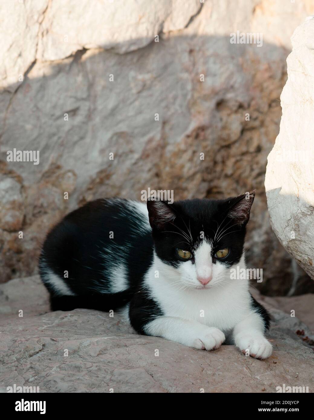 Homeless Cat On The Beach Stock Photo Alamy