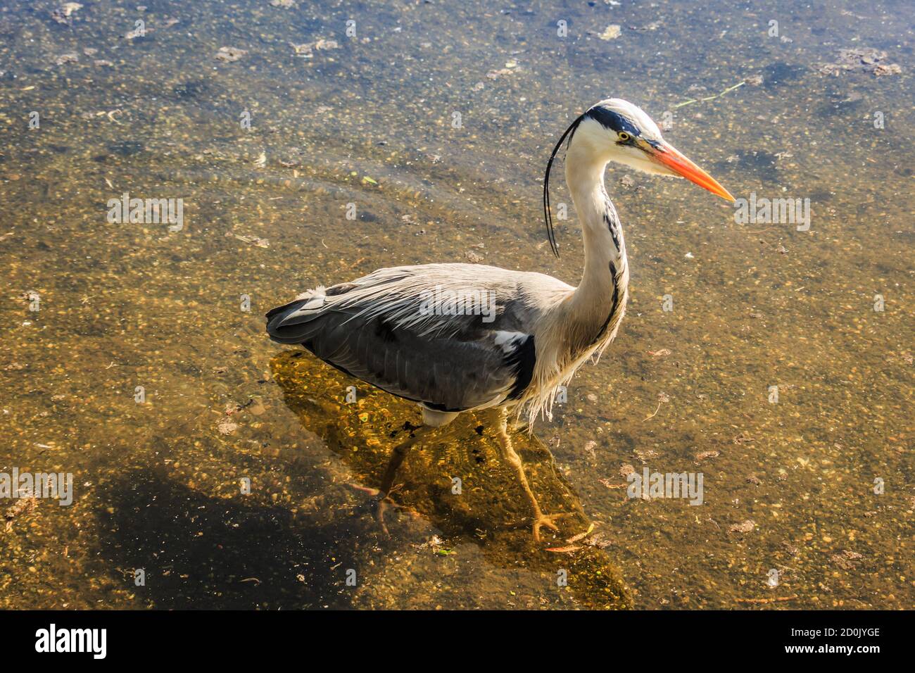 Close up of a Heron bird wading in shallow water on a sunny day.  Herons are freshwater and coastal birds in the family Ardeidae. Ardea Stock Photo
